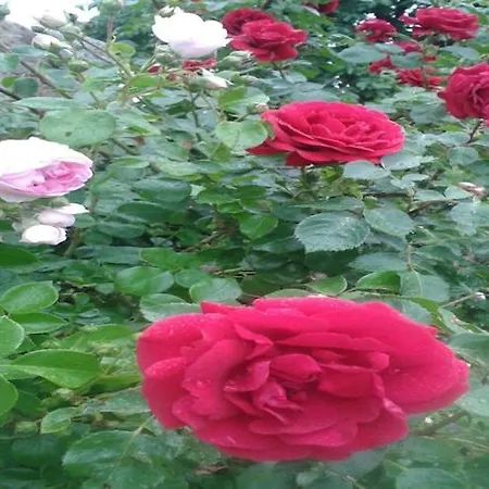 アパート Cozy In Germany With Garden