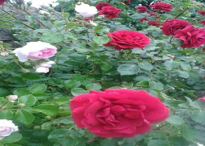 Cozy In Germany With Garden Apartmán *